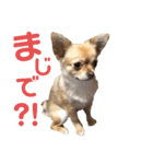 ちゃぴ4（個別スタンプ：3）