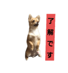 ちゃぴ4（個別スタンプ：5）