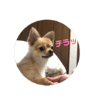 ちゃぴ4（個別スタンプ：7）