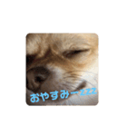 ちゃぴ4（個別スタンプ：9）