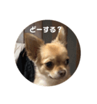 ちゃぴ4（個別スタンプ：10）