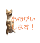 ちゃぴ4（個別スタンプ：12）