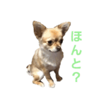 ちゃぴ4（個別スタンプ：15）