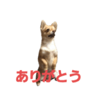 ちゃぴ4（個別スタンプ：16）