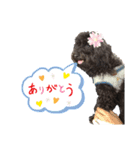 わたしのわんこシリーズ（個別スタンプ：2）