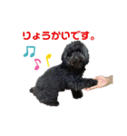 わたしのわんこシリーズ（個別スタンプ：3）