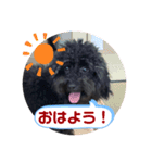 わたしのわんこシリーズ（個別スタンプ：7）