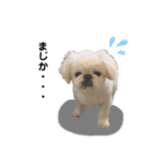 白ペキの幸男（さちお）（個別スタンプ：2）