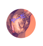 顔で語る猫（個別スタンプ：3）