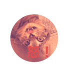 顔で語る猫（個別スタンプ：4）