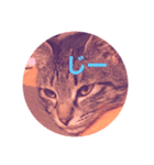 顔で語る猫（個別スタンプ：5）