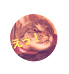 顔で語る猫（個別スタンプ：6）