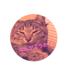 顔で語る猫（個別スタンプ：7）