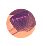 顔で語る猫（個別スタンプ：8）