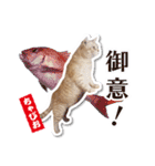 ちゃぴお2（個別スタンプ：3）