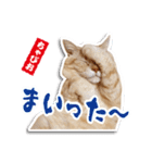 ちゃぴお2（個別スタンプ：5）