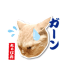 ちゃぴお2（個別スタンプ：15）