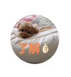 くれもんスタンプ（個別スタンプ：7）