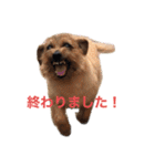 ドギーコテージスタンプ（個別スタンプ：1）