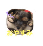 ドギーコテージスタンプ（個別スタンプ：2）