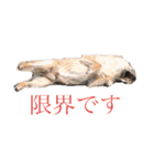 ドギーコテージスタンプ（個別スタンプ：4）