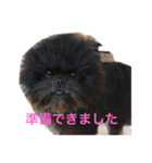ドギーコテージスタンプ（個別スタンプ：5）