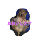 ドギーコテージスタンプ（個別スタンプ：6）