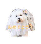 ドギーコテージスタンプ（個別スタンプ：8）
