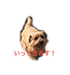ドギーコテージスタンプ（個別スタンプ：21）