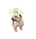 ドギーコテージスタンプ（個別スタンプ：22）