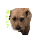 ドギーコテージスタンプ（個別スタンプ：28）