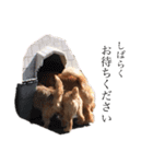 ドギーコテージスタンプ（個別スタンプ：37）