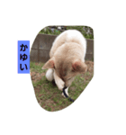 家のポンタ 縦書きスタンプ（個別スタンプ：2）