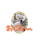 激かわちわぷースタンプ（個別スタンプ：3）