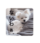 激かわちわぷースタンプ（個別スタンプ：9）