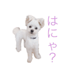 激かわちわぷースタンプ（個別スタンプ：15）