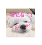 激かわちわぷースタンプ（個別スタンプ：24）