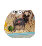 ボンハムの日常（個別スタンプ：2）