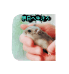 ボンハムの日常（個別スタンプ：4）