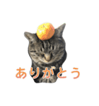 てぃぐるの気持ち（個別スタンプ：2）