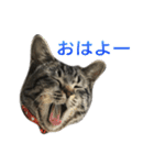 てぃぐるの気持ち（個別スタンプ：4）