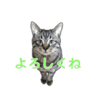 てぃぐるの気持ち（個別スタンプ：5）