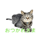 てぃぐるの気持ち（個別スタンプ：6）