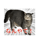 てぃぐるの気持ち（個別スタンプ：9）