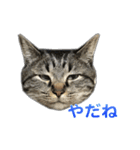 てぃぐるの気持ち（個別スタンプ：10）
