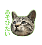 てぃぐるの気持ち（個別スタンプ：11）