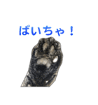 てぃぐるの気持ち（個別スタンプ：12）