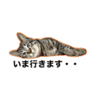 てぃぐるの気持ち（個別スタンプ：13）