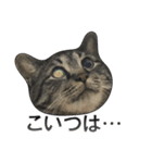 てぃぐるの気持ち（個別スタンプ：17）