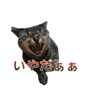 てぃぐるの気持ち（個別スタンプ：18）